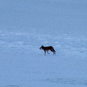 Coyote crossing the St. Lawrence River