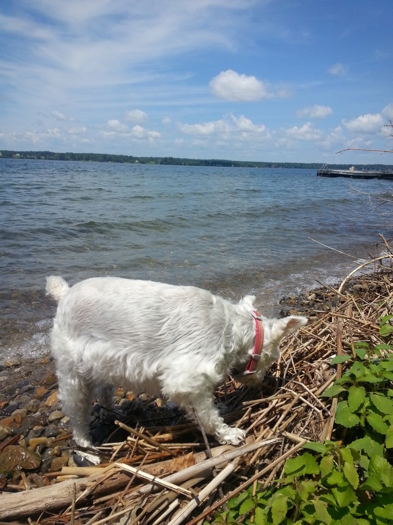 Heidi, exploring on the shoreline.  Steve Krauz, photographer 