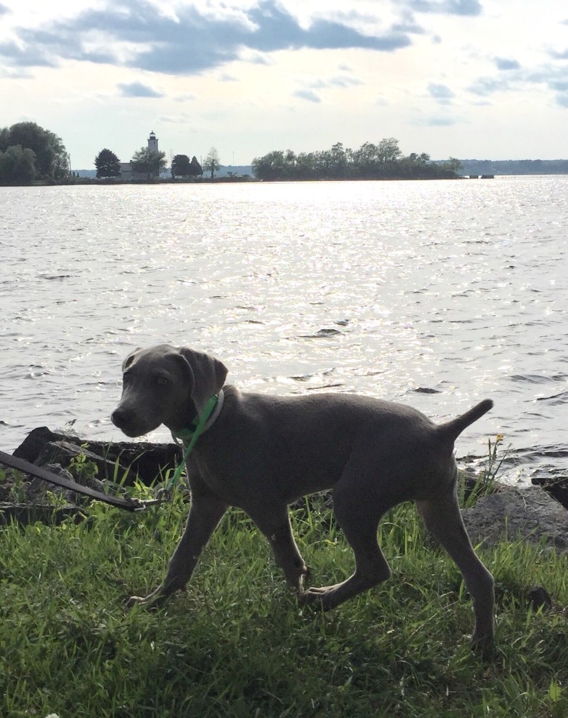 Remington, on the Green Belt of Ogdensburg, NY with the lighthouse in the background.